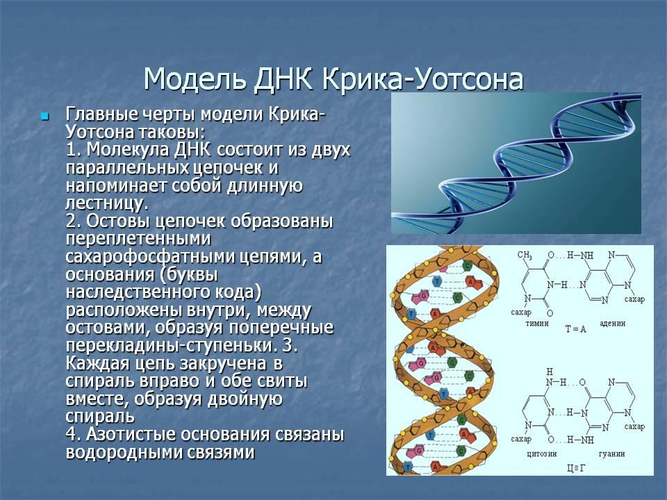 Удваивается молекула днк. Модель ДНК Уотсона и крика. Двойная спираль ДНК Уотсона и крика. Модель структуры ДНК. Структура ДНК модель Дж Уотсона и ф крика.
