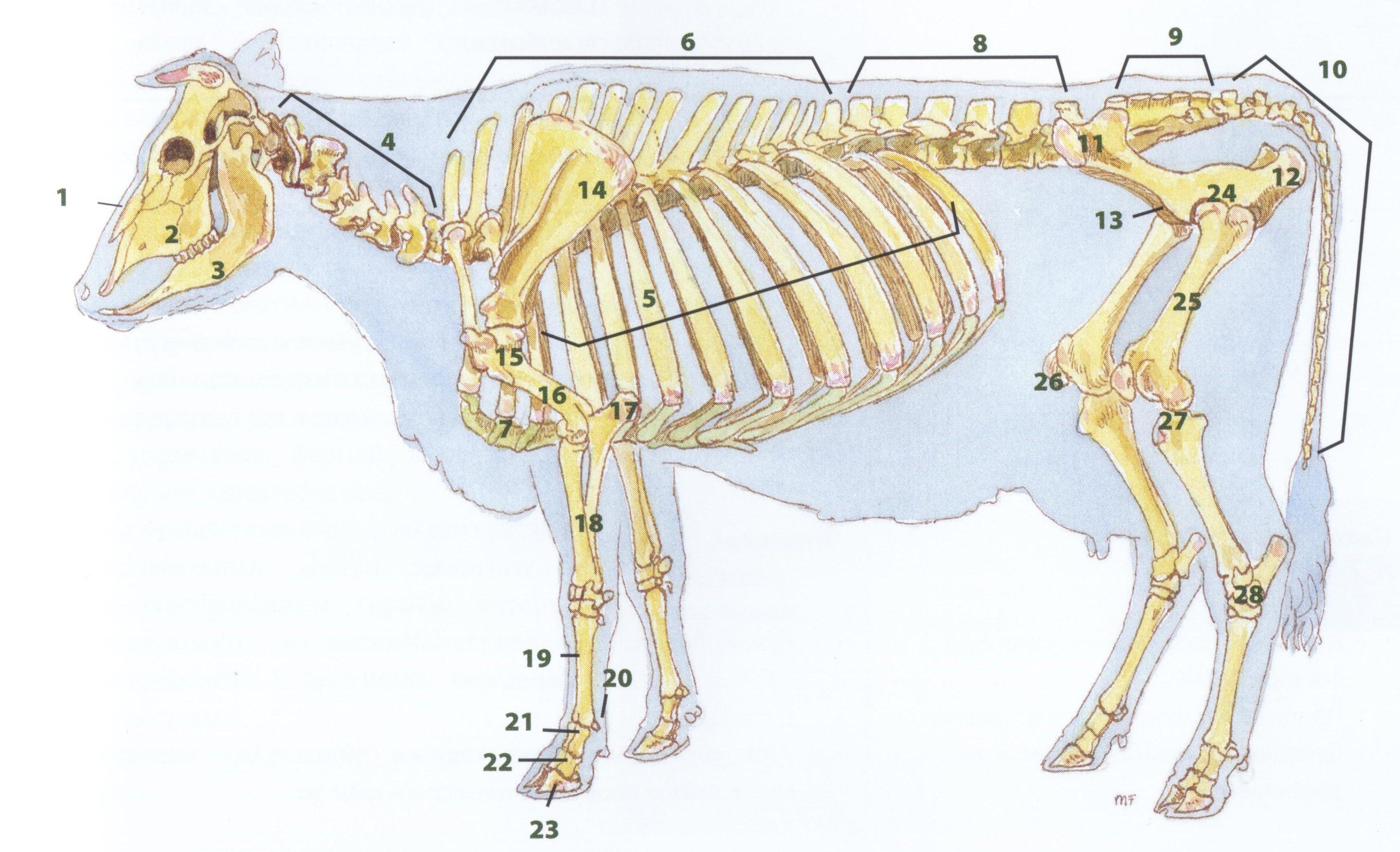 Деление скелета на отделы. Строение теленка скелет. Анатомия КРС скелет коровы. Строение КРС костяк. Строение скелета КРС.