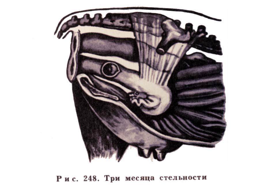 Стельность коровы по месяцам