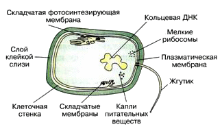 Прокариоты схемы. Строение прокариотической клетки рисунок. Прокариотическая клетка бактерии строение. Схема строения прокариотической клетки рис 34. Строение клетки прокариот.