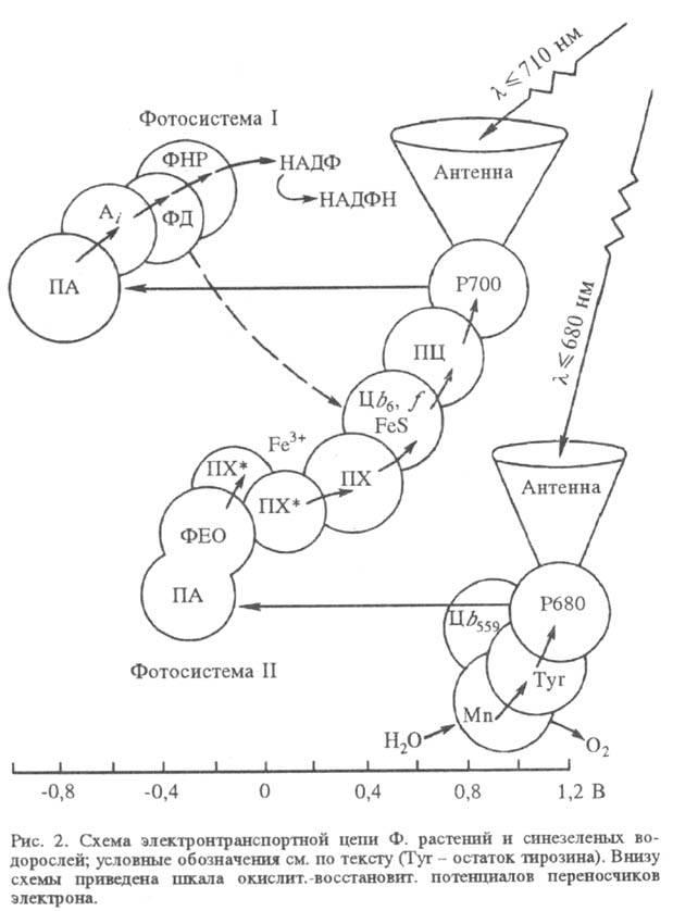 Фотосистемы. Фотосистема 1 и фотосистема 2 схема. Фотосинтез фотосистемы схема комплекс реальная структура. Фотосистема растений. Электронтранспортная цепь фотосинтеза.