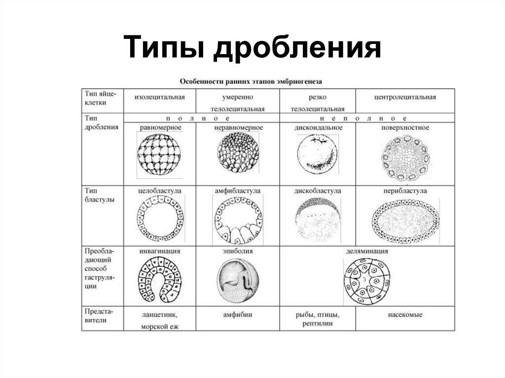 Дробление это. Типы яйцеклеток дробления и бластул. Типы дробления зиготы. Таблица типы дробления типы яйцеклеток типы бластулы. Строение яйцеклеток и типы дробления.