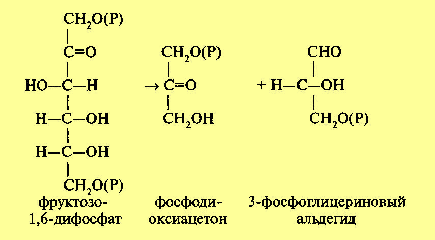 Фруктозо 6 дифосфат. 3-Фосфоглицеринового альдегида. Формула 3 фосфоглицеринового альдегида. Фруктозо 1 6 дифосфат 3 фосфоглицериновый альдегид. Фруктозо 1 6 дифосфат формула.