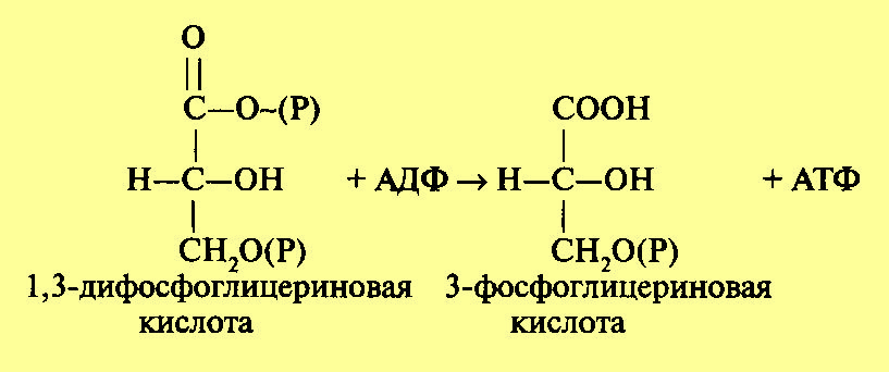 3 кислота. 3-Фосфоглицериновая кислота формула. Образование 1 3 дифосфоглицериновой кислоты. 1 3 Дифосфоглицериновая кислота формула. Фосфоглицериновая кислота формула.