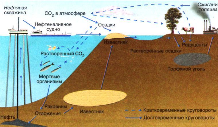 Сжигание растворителя. Круговорот углерода в природе схема. Глобальный круговорот углерода в биосфере. Цикл углерода в природе химических элементов. Биогенная теория.