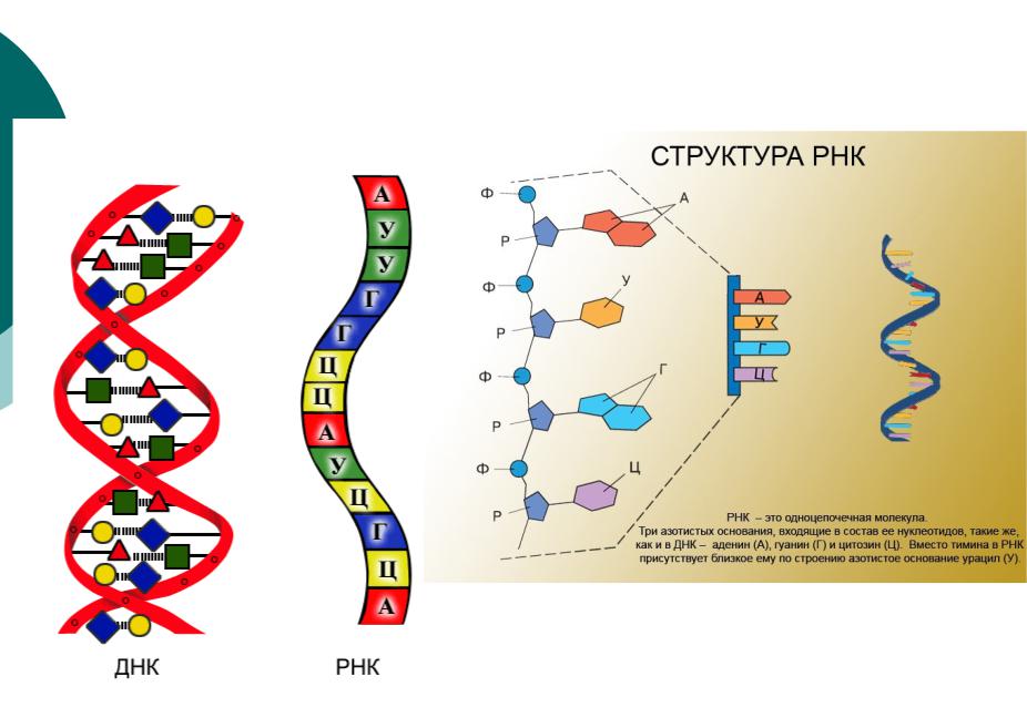 Молекула рнк построена. Различия первичной структуры ДНК И РНК. Схема структуры РНК. Структура молекулы РНК. Структура молекулы РНК схема.