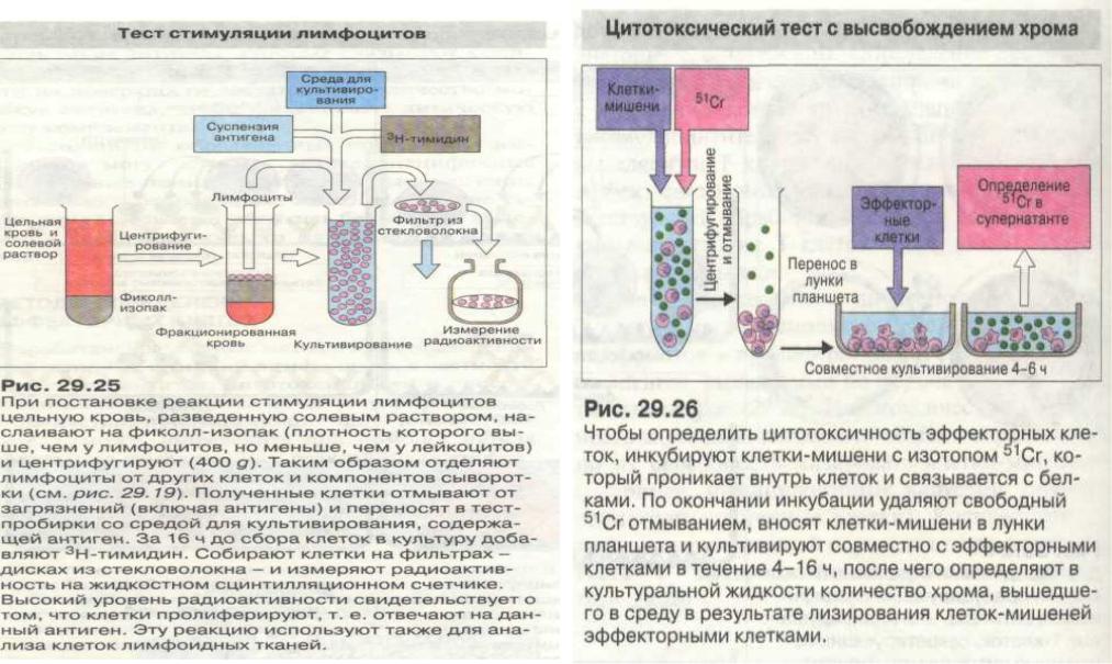 Иммунодиагностика микробиология презентация