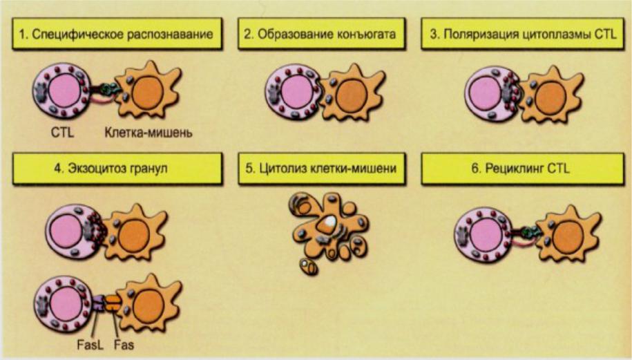 Цитотоксические т клетки. Цитотоксические т лимфоциты способны уничтожать клетки мишени. Механизмы цитолиза клеток. Механизм цитотоксичности т лимфоцитов. Цитолиз клеток мишеней.