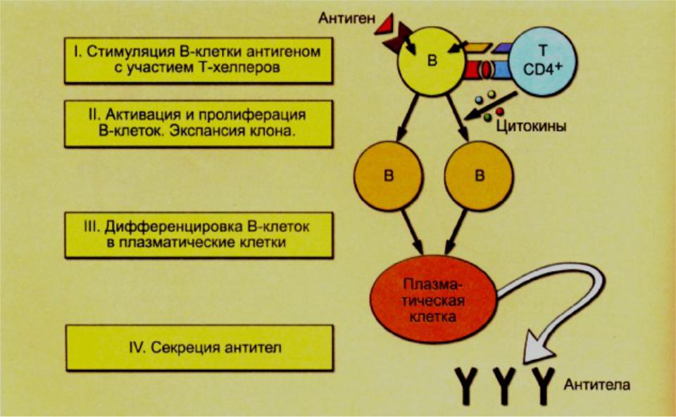 Механизм презентации антигена