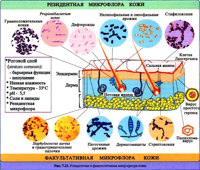 Микрофлора воспаление