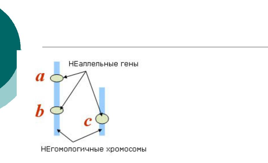 Гены расположены в разных парах хромосом. Неаллельные гены. Не аллельные гены. Неаллельные гены это в биологии. Неаллельные гены схема.