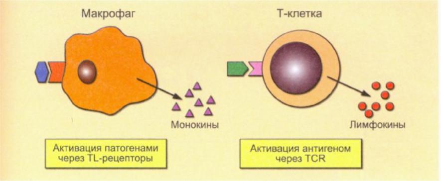 Любая клетка выделяет. Синтез цитокинов. Лимфокины. Цитокины монокины. Лимфокины и их роль в иммунитете.