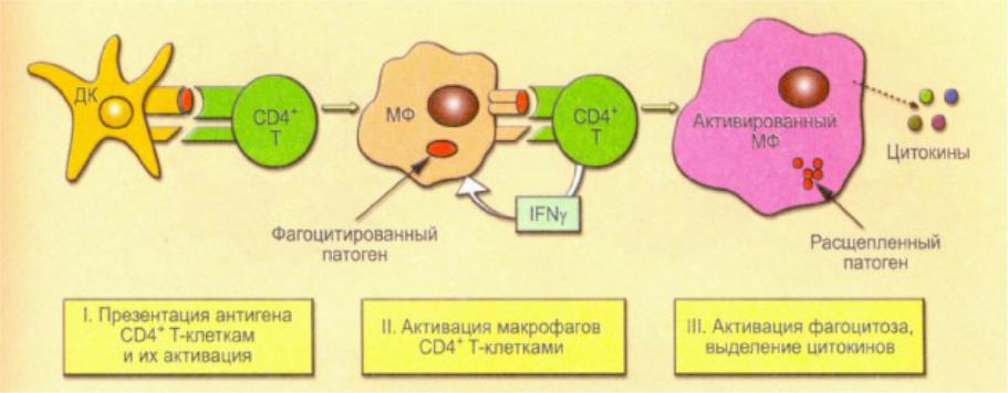 Презентация антигена т лимфоцитам