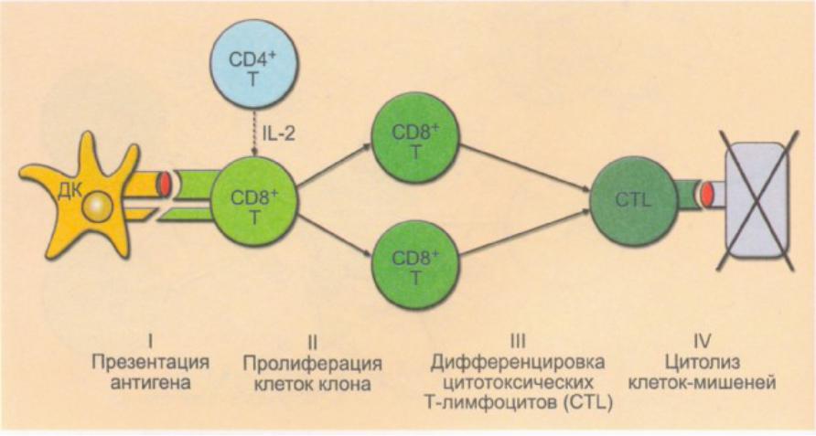 Генетика иммунитета презентация