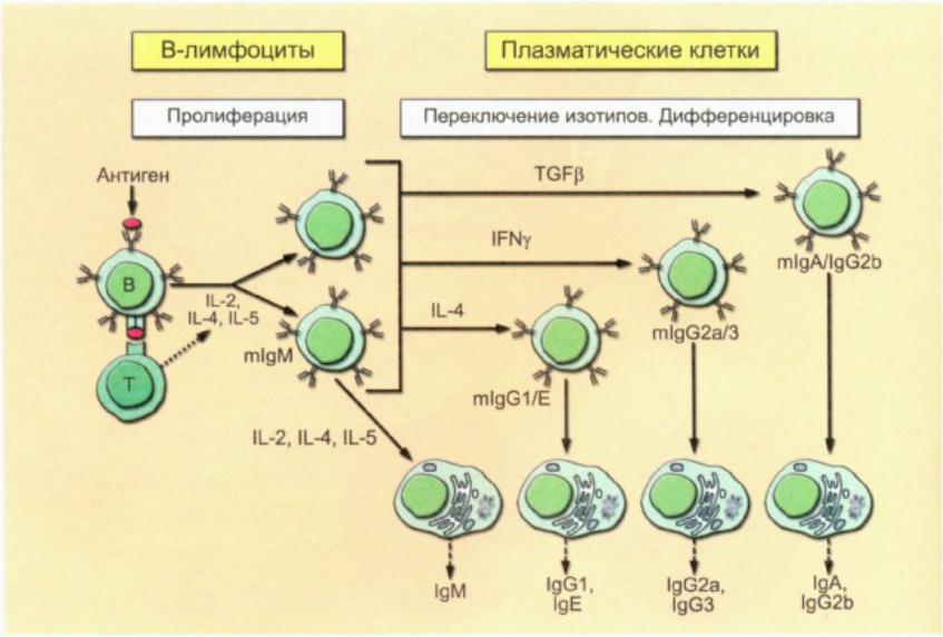 Дифференцировка клеток этапы. Дифференцировка в лимфоцитов иммунология. Дифференцировка в-лимфоцитов в плазматические клетки и клетки памяти. Этапы дифференцировки т лимфоцитов иммунология. Схема дифференцировки т и в лимфоцитов.