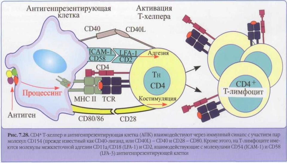 Взаимодействие иммунных клеток. Антигенпрезентирующие клетки иммунология. Активация антигенпрезентирующих клеток. Взаимодействие в-лимфоцита в роли АПК С Т-ХЕЛПЕРОМ.. Взаимодействие т и в лимфоцитов.