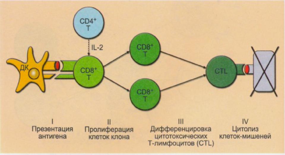 Взаимодействие иммунных клеток. Механизм клеточного иммунного ответа иммунология. Клеточный цитотоксический иммунный ответ схема. CD цитотоксических т-лимфоцитов. Цитотоксические лимфоциты механизм действия.