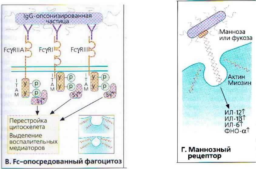 Эндоцитоз механизм. Фагоцитоз бактерий нейтрофилами. Фагоцитоз эндоцитоз мембранный транспорт. Пиноцитозные пузырьки в эндотелиальных клетках. Фагоцитоз это активный транспорт.