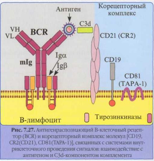 B рецептор