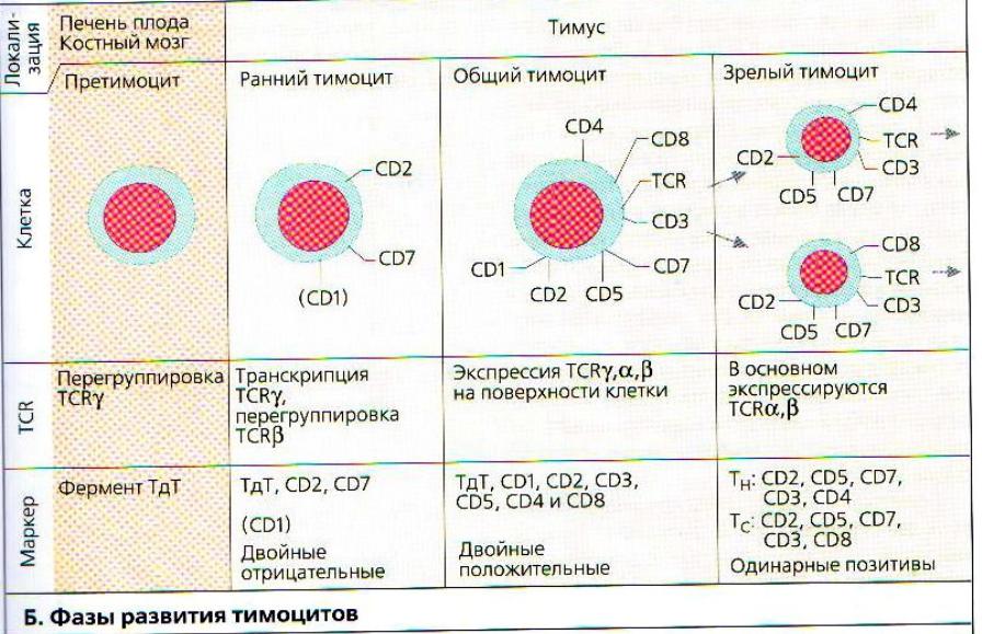 Как обозначаются лимфоциты в крови. Схема дифференцировки т и в лимфоцитов. Второе название cd4+ т-лимфоцитов:. Этапы дифференцировки и созревания т-лимфоцитов таблица. Этапы развития т лимфоцитов в тимусе.