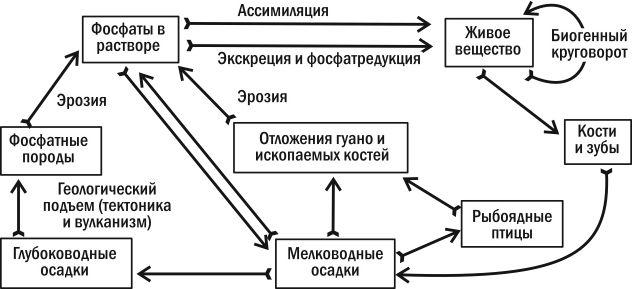 Круговорот калия в природе схема