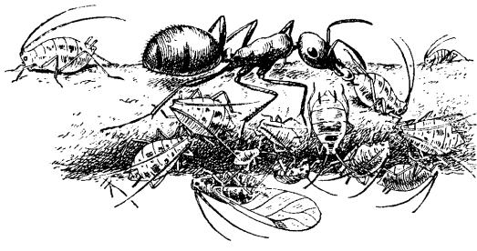 Какой тип развития характерен для лесного муравья