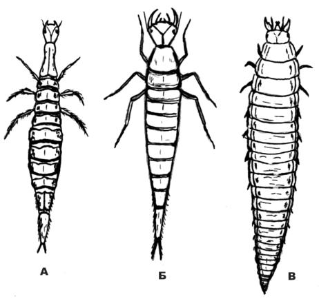 Личинка жука плавунца рисунок
