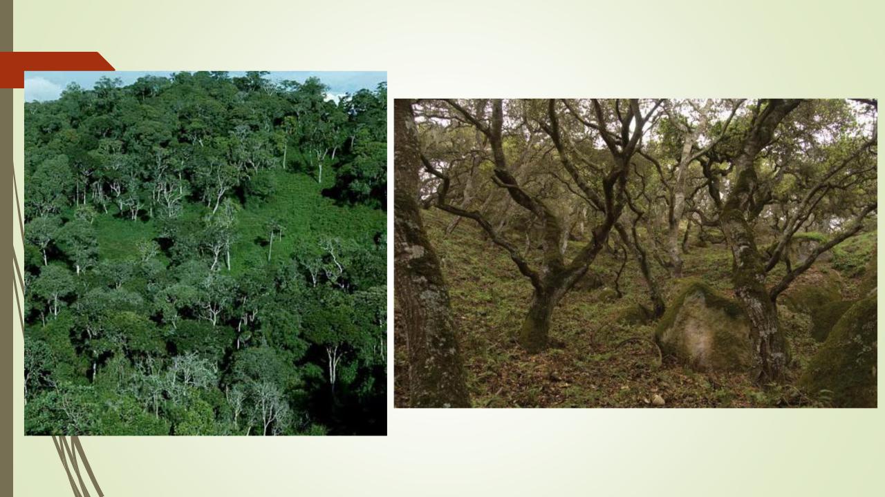 Климатический пояс жестколистных лесов