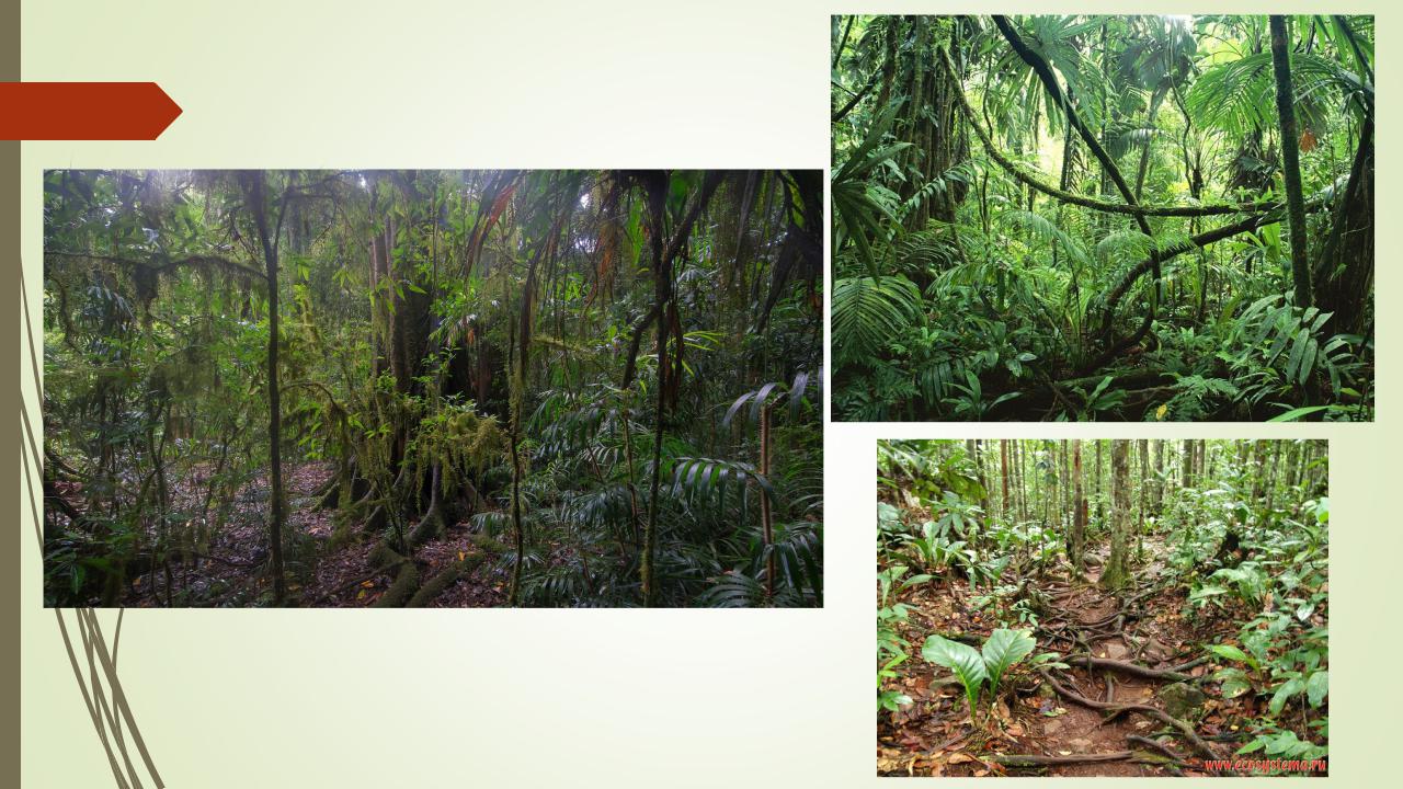 Влажные экваториальные леса это природная зона