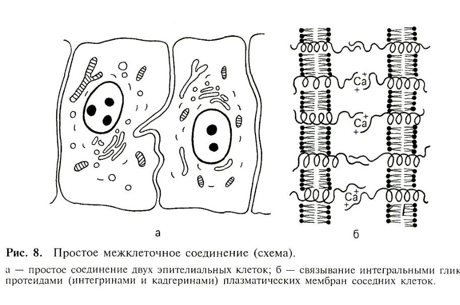 Сложные соединения клеток. Межклеточные контакты гистология схема. Простое межклеточное соединение. Простое межклеточное соединение гистология. Простые межклеточные контакты гистология.