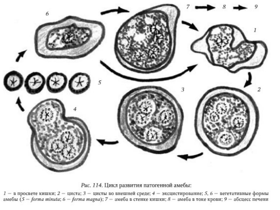 Стадии жизненного цикла цисты. Стадии жизненного цикла дизентерийной амебы. Циста амёбы цикл развития. Патогенная амеба микробиология циста. Цикл развития патогенной амебы.
