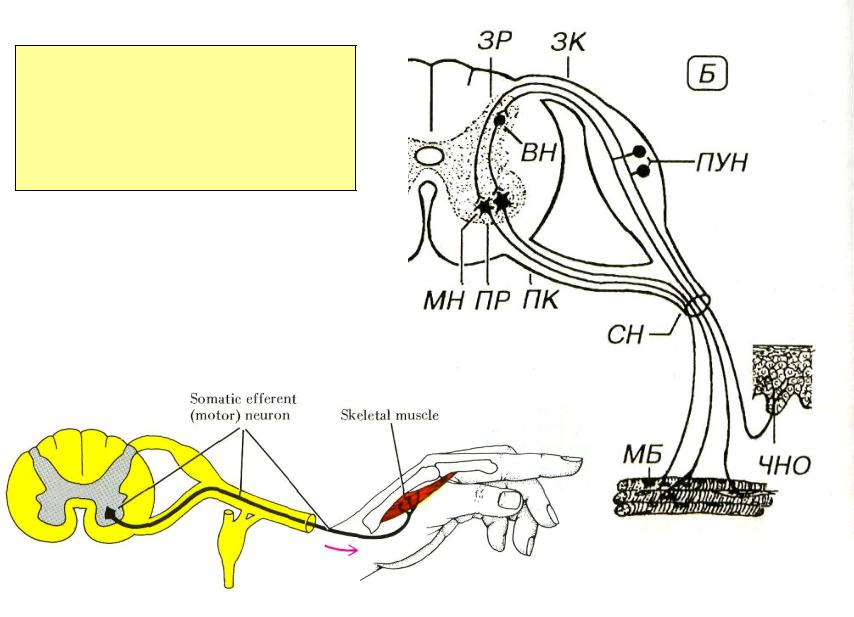 Порядке элементы рефлекторной дуги коленного рефлекса человека. Локтевой рефлекс рефлекторная дуга. Рефлекторная дуга сгибательного рефлекса схема. Рефлекторная дуга мигательного рефлекса рисунок. Рефлекторная дуга локтевого рефлекса схема.