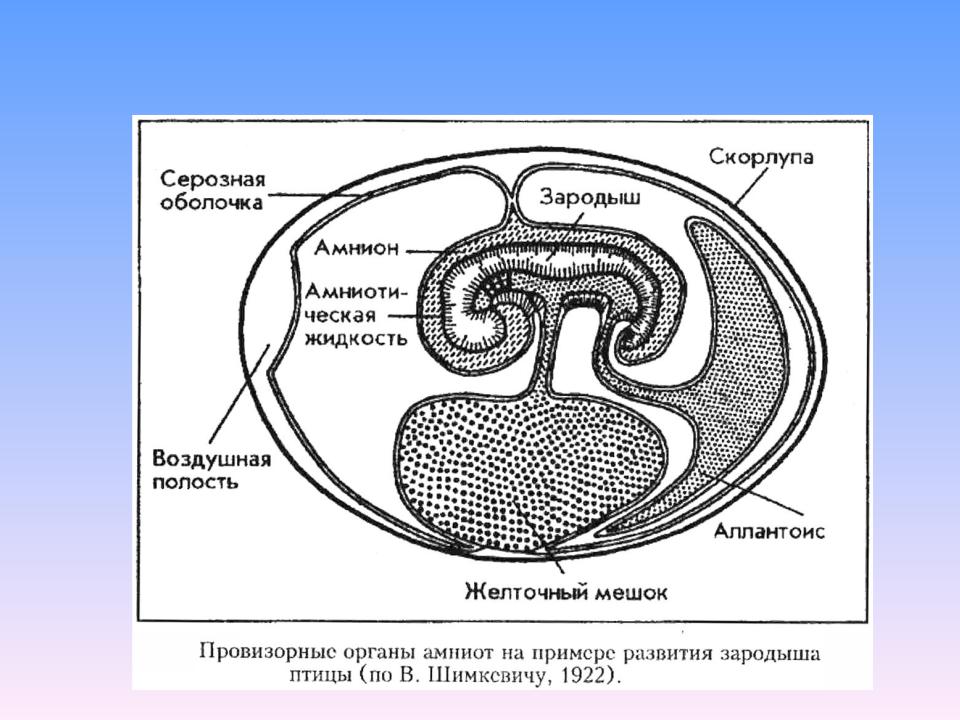 Строение яйца зародыша. Внезародышевые органы эмбриона человека. Схема развития зародышевых оболочек амниот. Серозная оболочка аллантоис амниотическая оболочка. Схема образование внезародышевых органов у птиц.