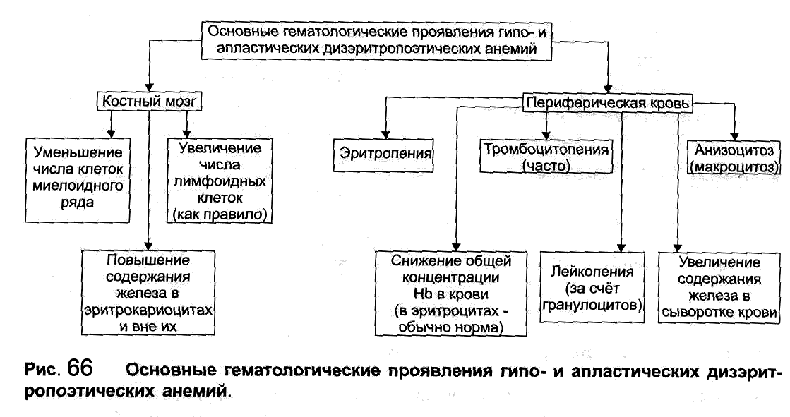 Гипо апластические