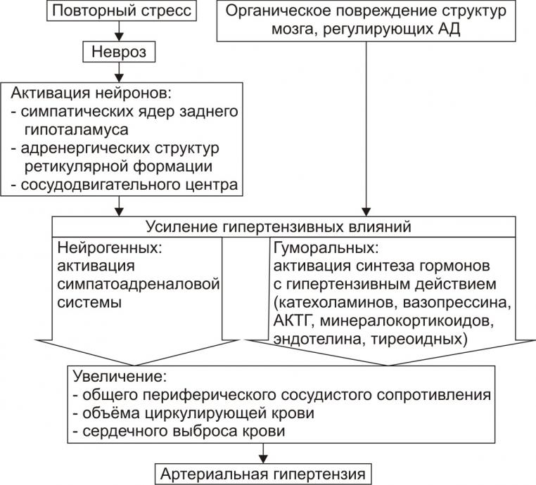 Механизмы развития артериальной гипертензии. Нейрогенные артериальные гипертензии патогенез. Патогенез гипертонической болезни схема. Нейрогенная артериальная гипертензия. Центрогенная нейрогенная артериальная гипертензия.
