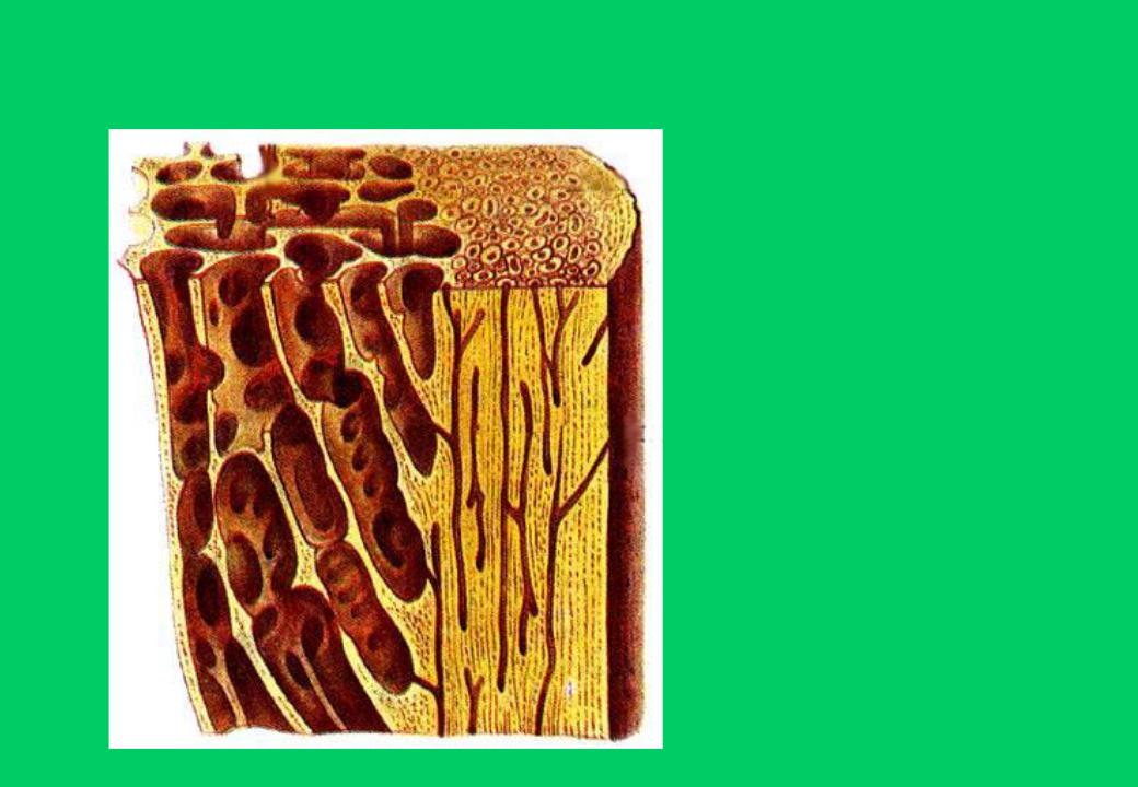 Компактное вещество кости состоит из. Пластинчатая губчатая костная ткань. Губчатая костная ткань строение. Остеон губчатого вещества. Пластинчатая трабекулярная костная ткань.