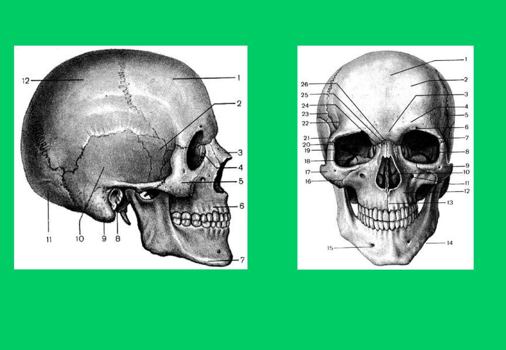 Мозговая лицевая часть черепа. Кости мозгового и лицевого отдела черепа. Скелет человека мозговой отдел черепа. Скелет головы мозговой отдел черепа. Строение черепа мозговой и лицевой отделы.