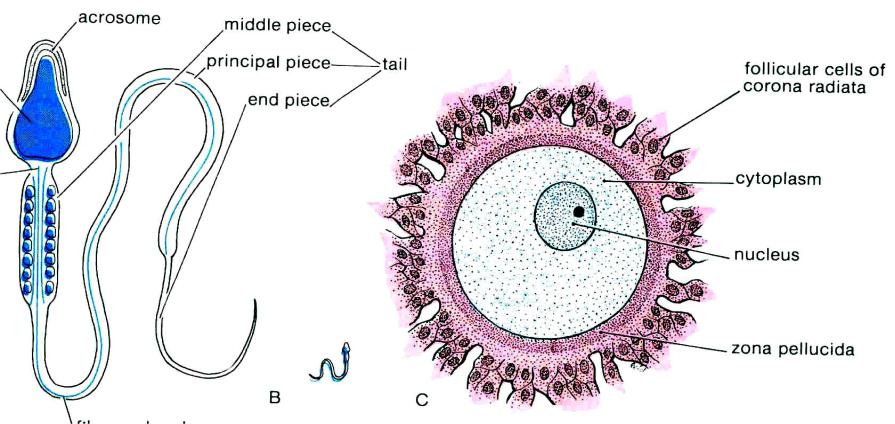 Название женской половой клетки. Половые клетки. Строение половых клеток. Строение половых клеток рисунок. Строение мужской половой клетки.