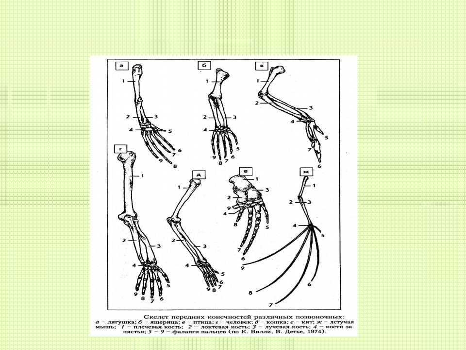 Появление в процессе эволюции пятипалых конечностей. Скелет передней конечности крота. Строение скелета передних конечностей млекопитающих. Строение передней конечности птицы скелет. Скелет конечностей передних и задних конечностей.