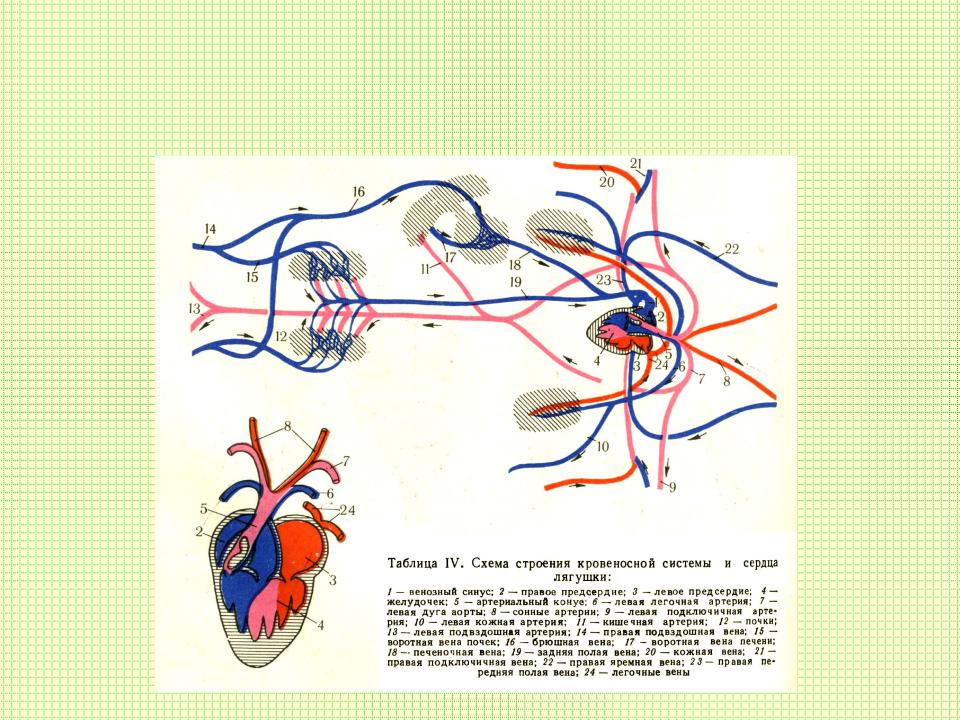 Рисунок строение кровеносной системы