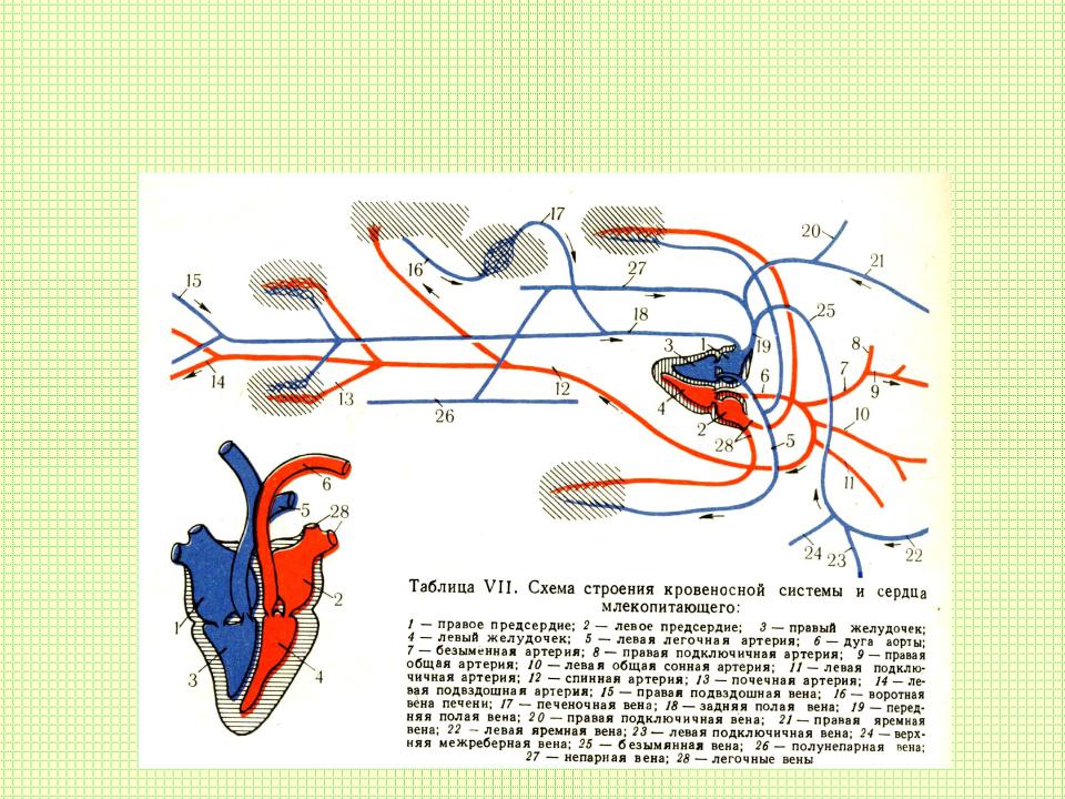 Млекопитающие кровообращение и дыхание. Кровеносная система кролика схема. Схема строения кровеносной системы млекопитающих. Кровеносная система птиц схема. Схема кровеносной системы крысы.
