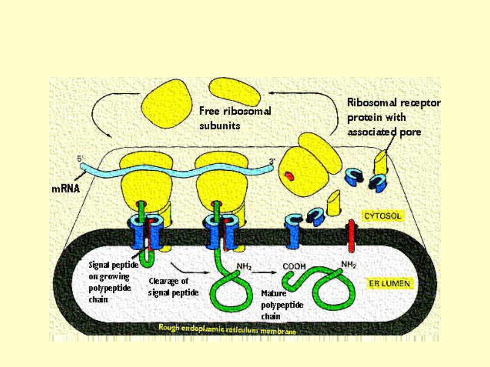 Синтез белка синтез липидов. Синтез белка на ЭПС. ЭПС Синтез липидов. Синтез белков на рибосомах гранулярной ЭПС. ЭПС синтезирует липиды.