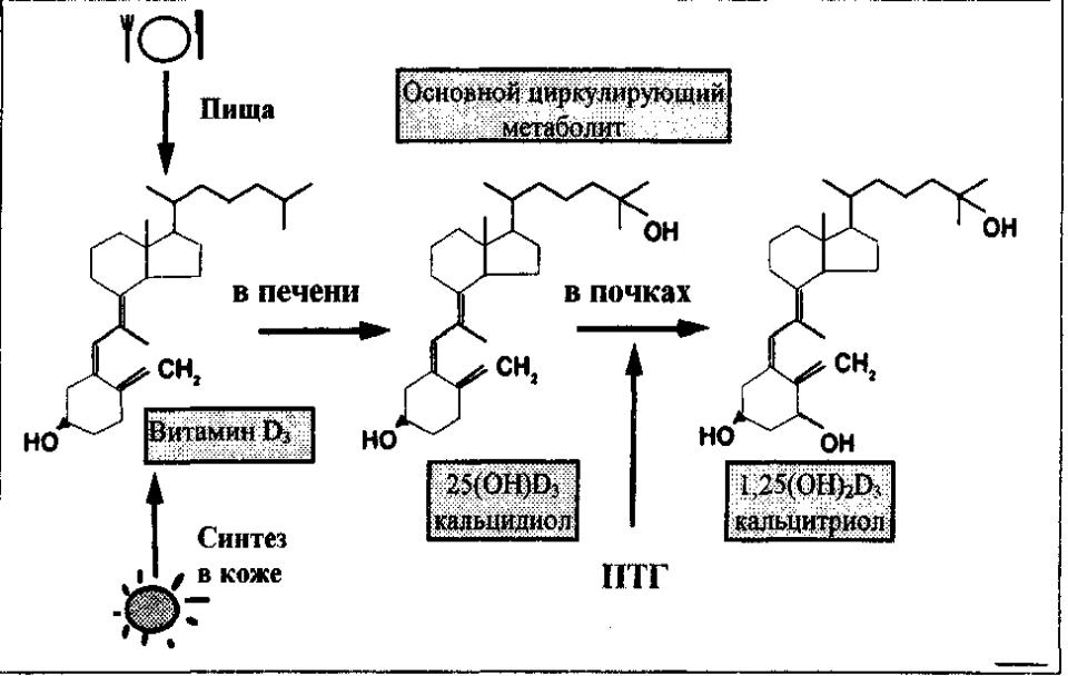 Биосинтез витаминов. Схема синтеза витамина д3. Схема синтеза кальцитриола из витамина д3. Синтез витамина д3 из холестерина биохимия. Синтез витамина d3 биохимия.