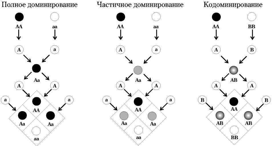  Доминирование 
