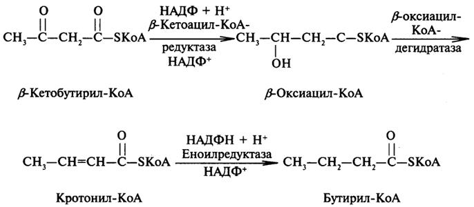 Вжк сочи. Синтез жирной кислоты до стадии бутирил КОА. Синтез бутирил КОА. Синтез масляной кислоты биохимия. Синтез масляной кислоты из ацетил КОА.