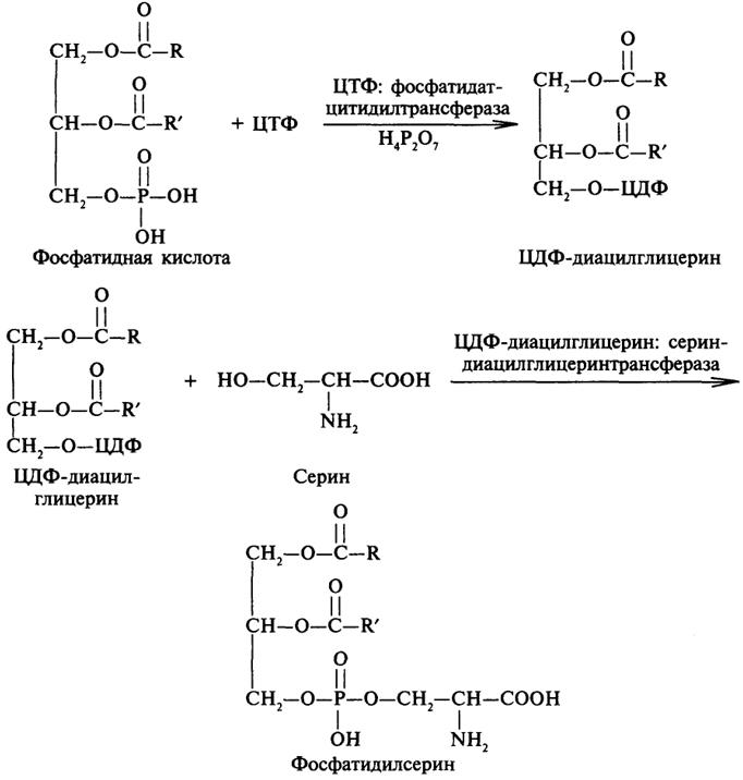 Схему синтеза триглицеридов и фосфатидов