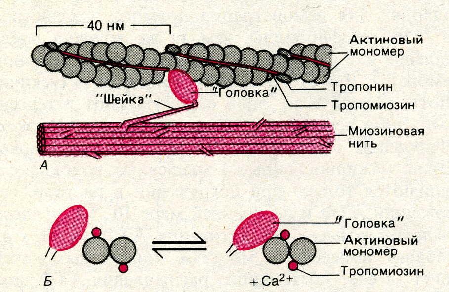 Нити актина. Миофибриллы актин миозин. Тропонин и миозин. Строение актина и миозина. Активация мышц актин миозиновые волокна.