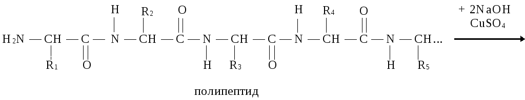 Полипептиды с азотной кислотой дают фиолетовое окрашивание. Полипептид формула. Полипептиды антибиотики. Биуретовая реакция на пептидную связь уравнение. Полипептид структурная формула.