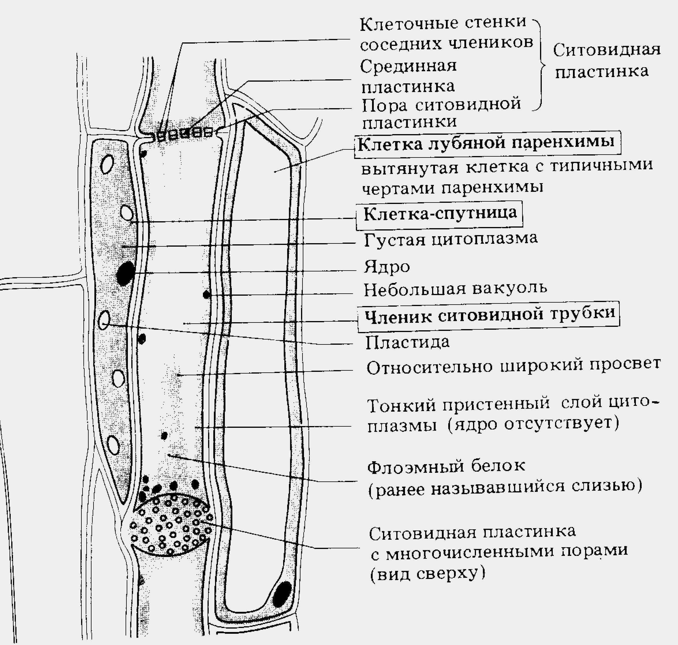 Ситовидная клетка флоэмы. Ситовидная пластинка строение. Ситовидная пластинка флоэмы. Ситовидные трубки и клетки-спутницы. Ситовидные поля флоэмы.