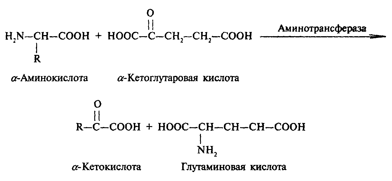 Альфолиподиеева кислота. Альфа оксоглутаровая кислота трансаминирование. Фенилаланин кетоглутаровая кислота. Фенилаланин Альфа кетоглутаровая кислота. Глутаминовая кислота в Альфа кетоглутарат.